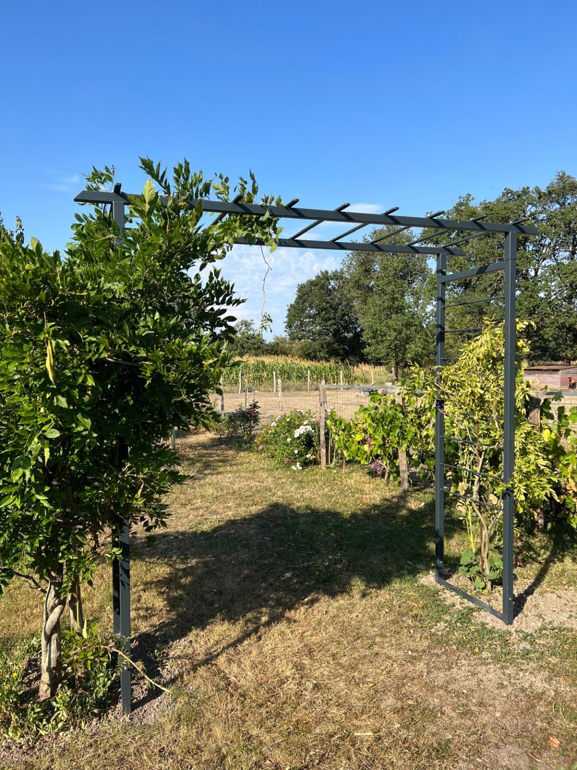 WhatsApp Image 2025-03-17 at 11.52.46